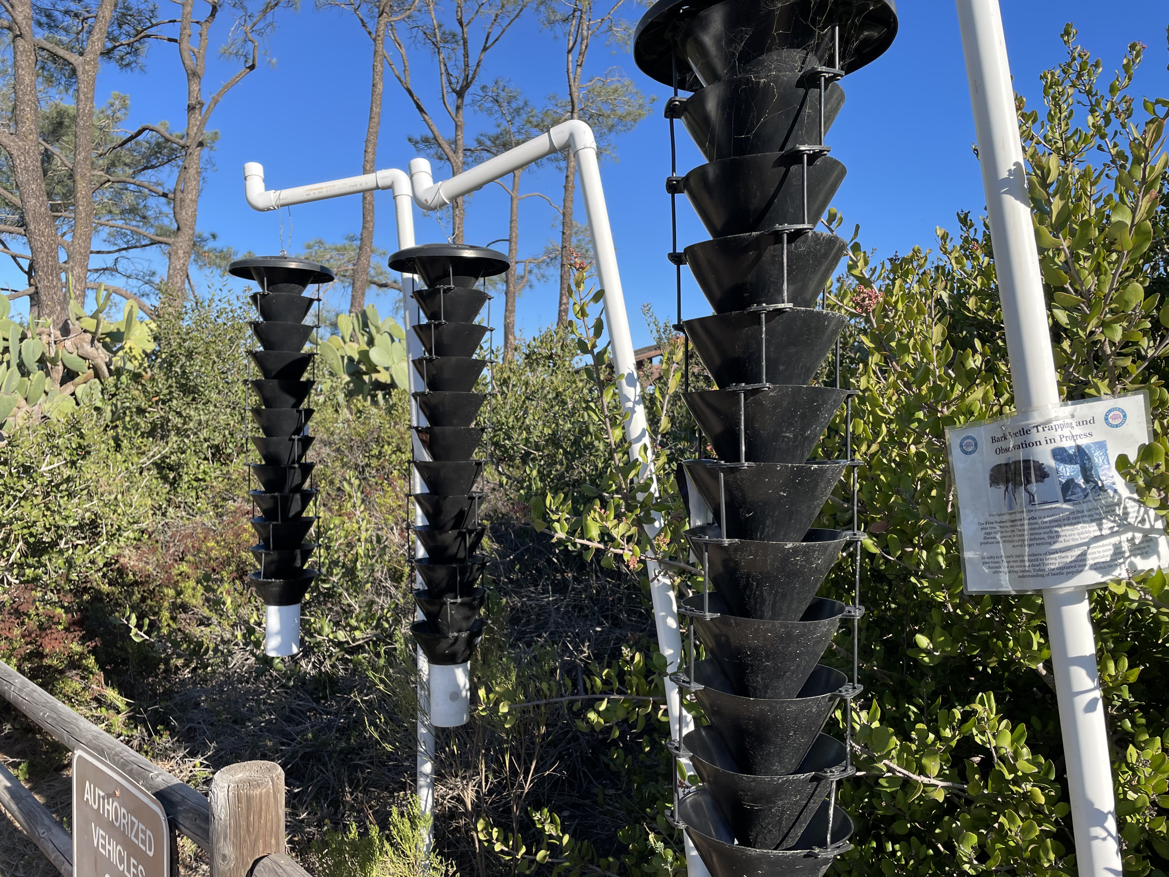 Torrey Pines State Reserve, Bark Beetle Funnel Traps